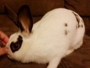 Adopt A Rabbit In South Carolina | Rabbits For Adoption | Rabbits.life