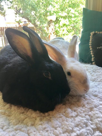 adopt a rabbit in Tennessee Ariel and Florence