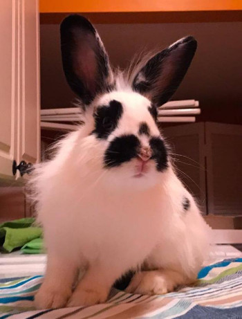 adopt a rabbit in Tennessee Lulu
