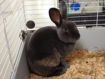 adopt a rabbit in Wisconsin Derek