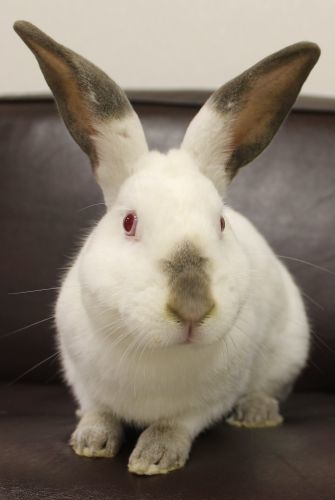 adopt a rabbit in Wisconsin Hopper