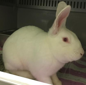 adopt a rabbit in Wisconsin Tramy