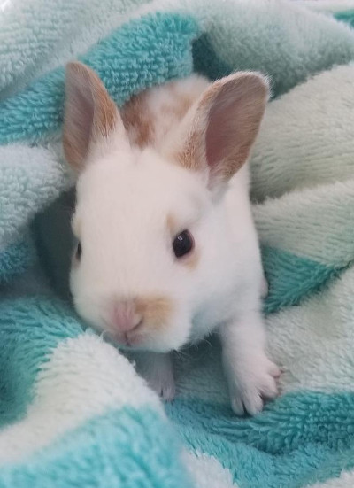 baby mini rex