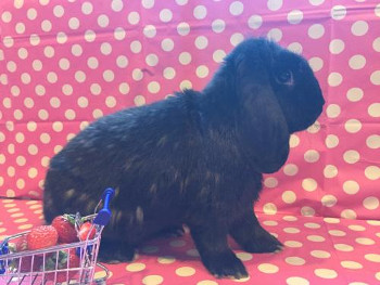 Rabbits for Adoption Near Cleveland, OH