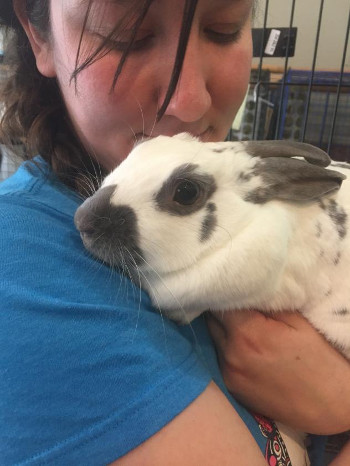 adopt a rabbit in washington Peapod