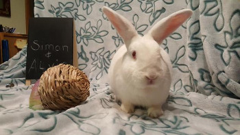 adopt a rabbit in washington alvin