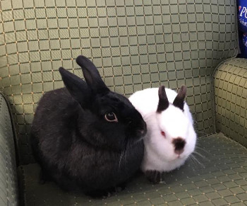 adopt a rabbit in washington charlotte and tippy