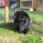Is rabbit run with wire bottoms okay