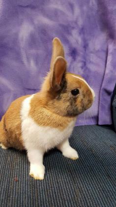 buy a rabbit in Kansas Britney