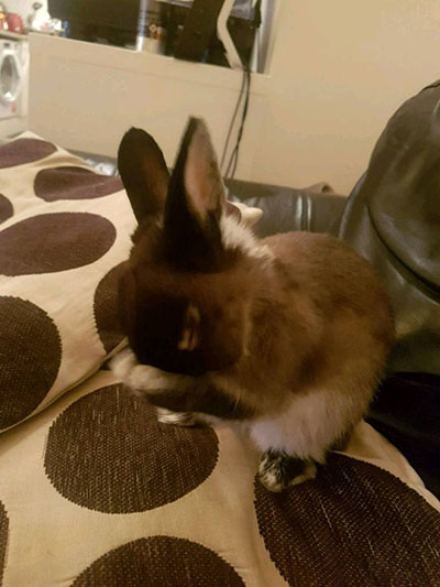 buy a rabbit in london Netherland dwarf rabbit1