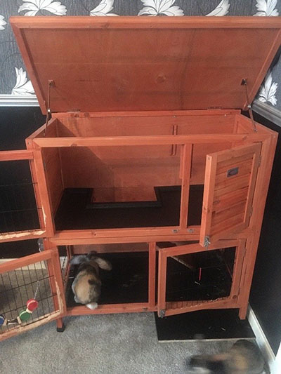 buy a rabbit in london dwarf rabbits and a hutch
