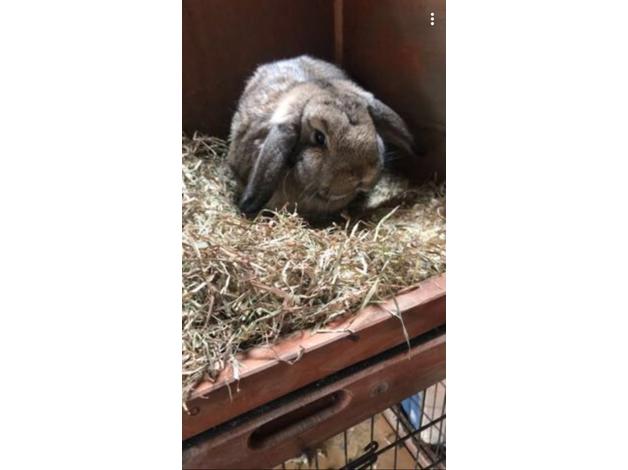 buy a mini lob female rabbit in Leeds West Yorkshire