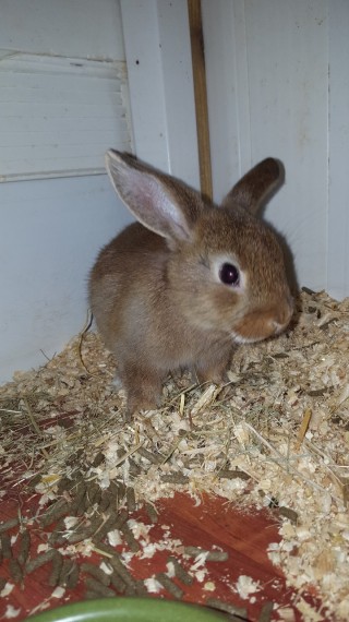 buy a rabbit in Leeds, West Yorkshire
