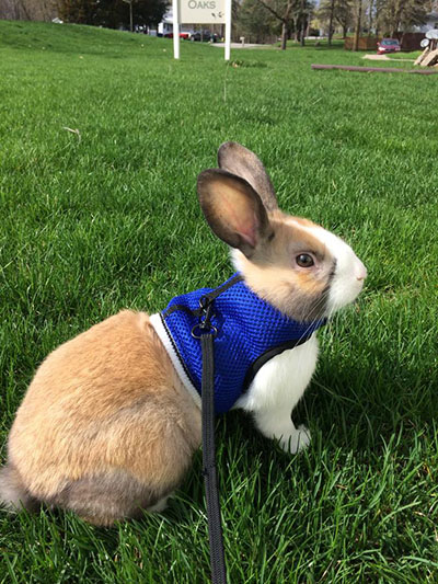 buy a rabbit Ionia, Michigan