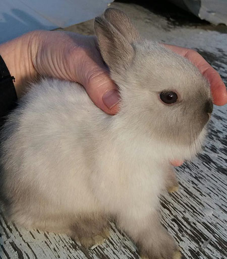 buy rabbits near me