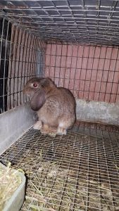 Buy a rabbit in Massachusetts - Rabbits Life