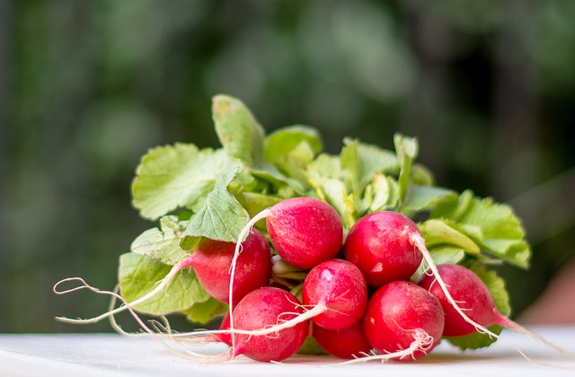 Can Rabbits Eat Radishes Rabbits Life