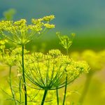 can rabbits eat fennel
