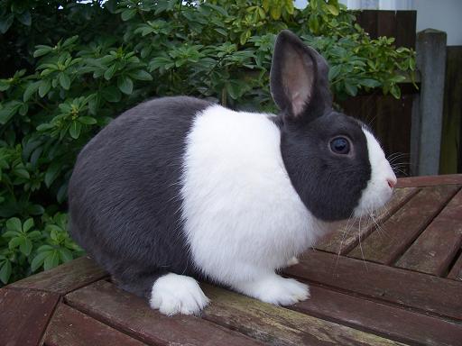 dutch rabbit breed