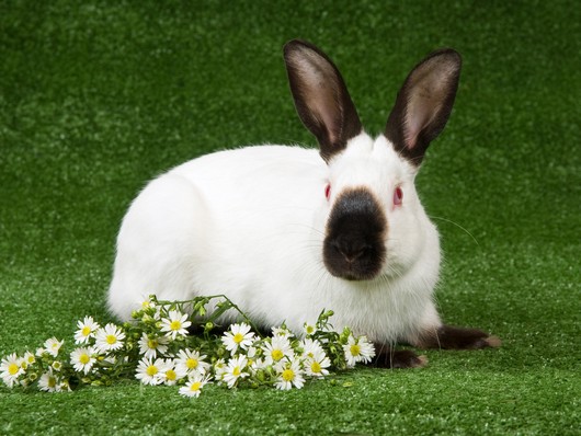 himalayan rabbit