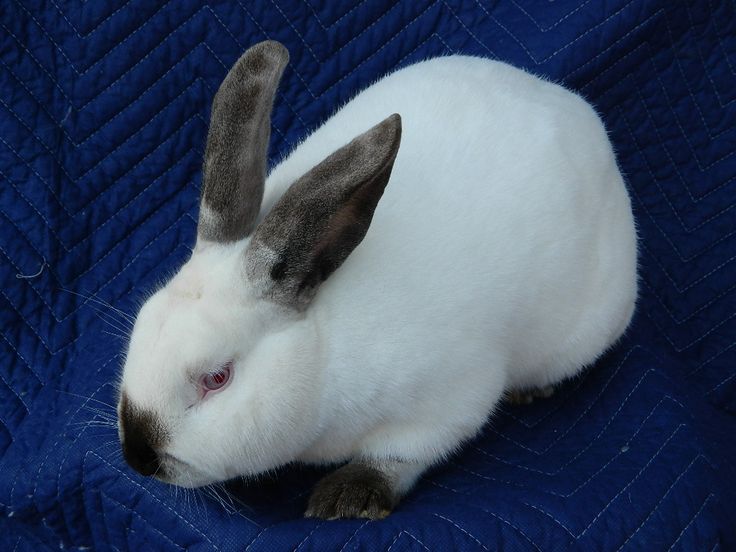 californian rabbit