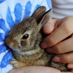 how to safely carry and transport a rabbit