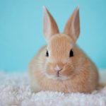 best pet rabbit breeds