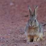 rabbit litter training