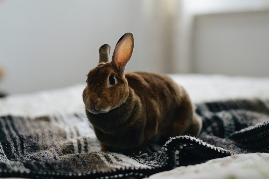 How To Rabbit Proof Your Home Rabbits Life