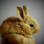 the most common rabbit health problems