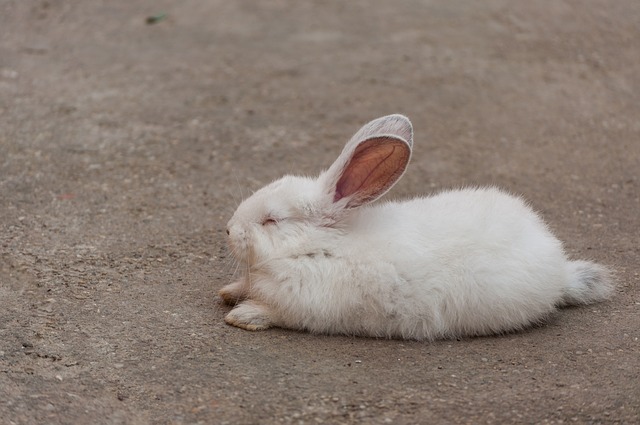 Sleepy bunny in a basket : r/Rabbits