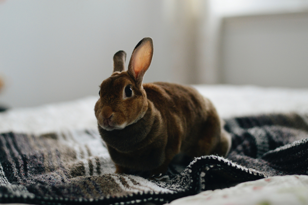 how to rabbit proof your home