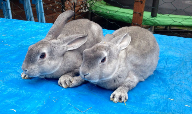 Chinchilla Rabbit