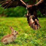 rabbit survival instincts and senses