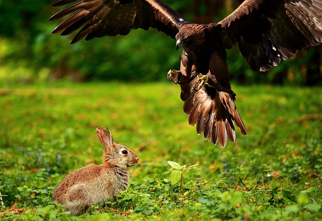 rabbit survival instincts and senses