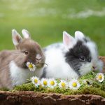 10 reasons why rabbits make good pets