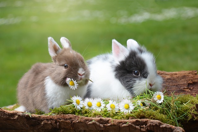 cute pet rabbits