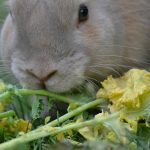 what to feed your rabbit