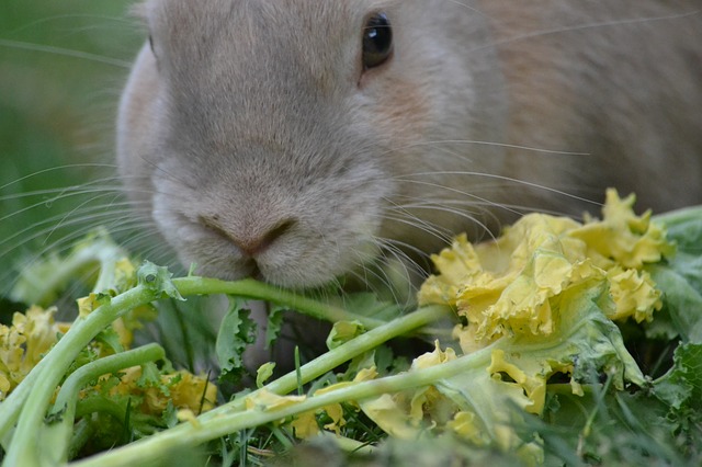 what to feed your rabbit