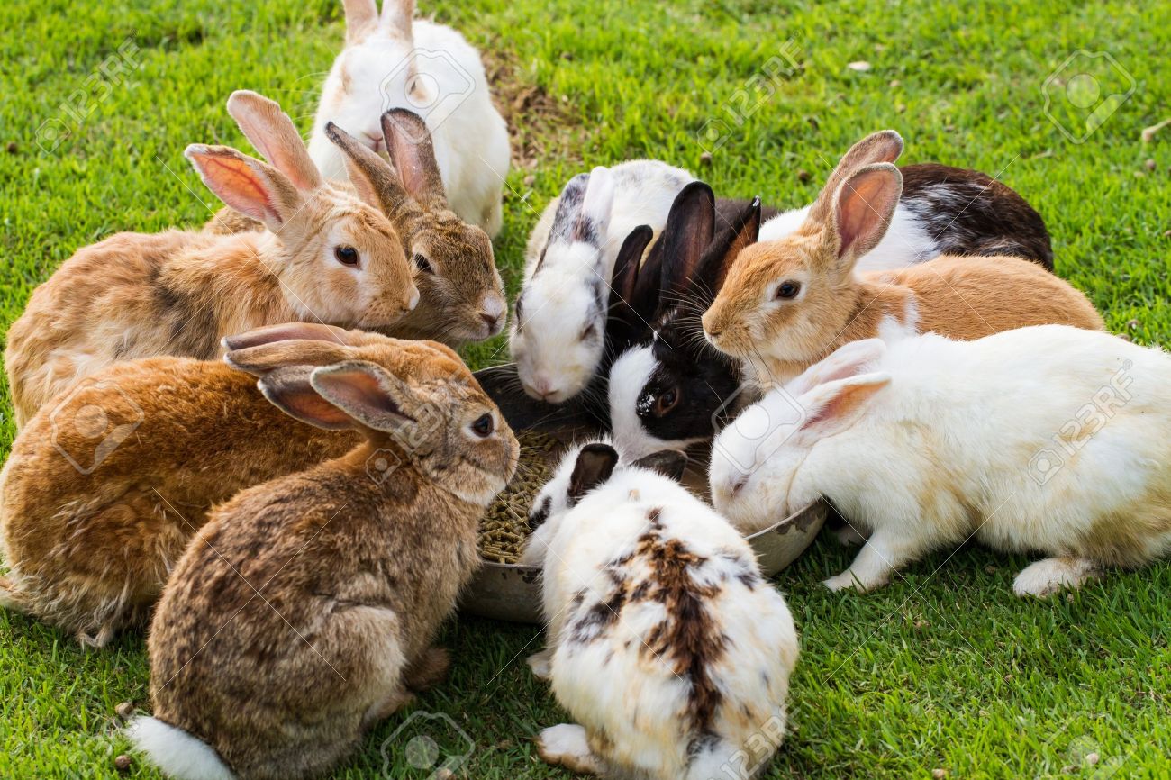 The best outlet food for rabbits