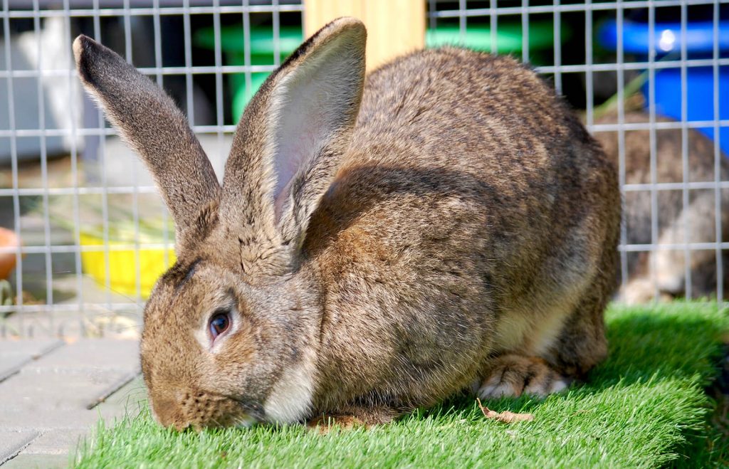 Cottontail rabbits for hot sale sale near me