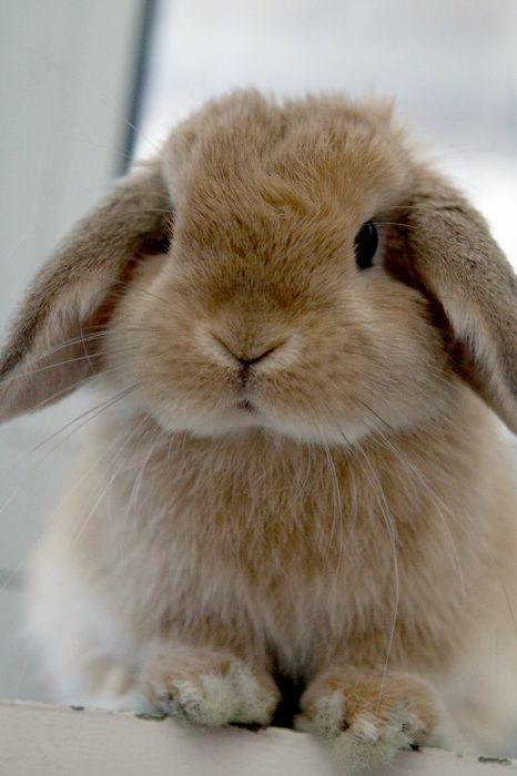 Holland lop for store sale