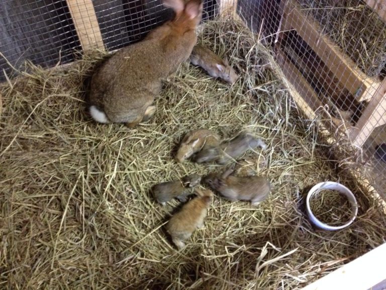 Rabbits For Sale Arizona Rabbits Life