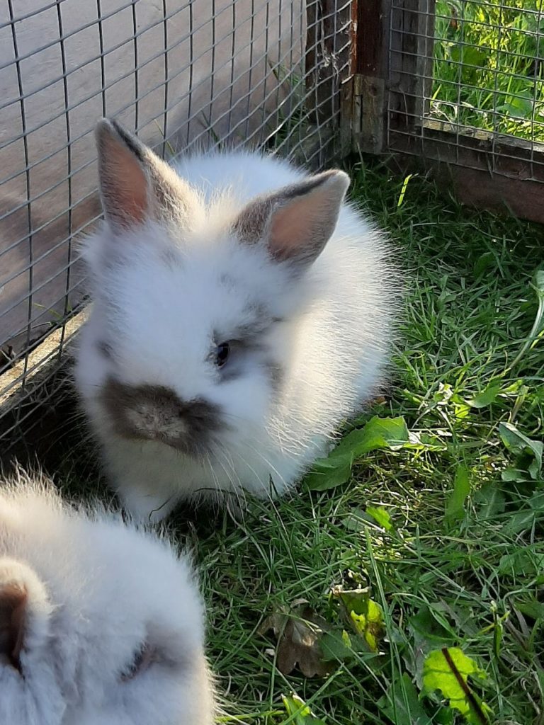 newborn bunnies with fur