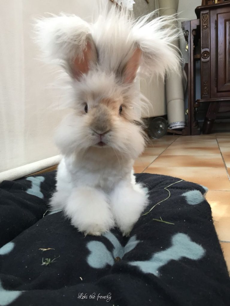 baby angora rabbit