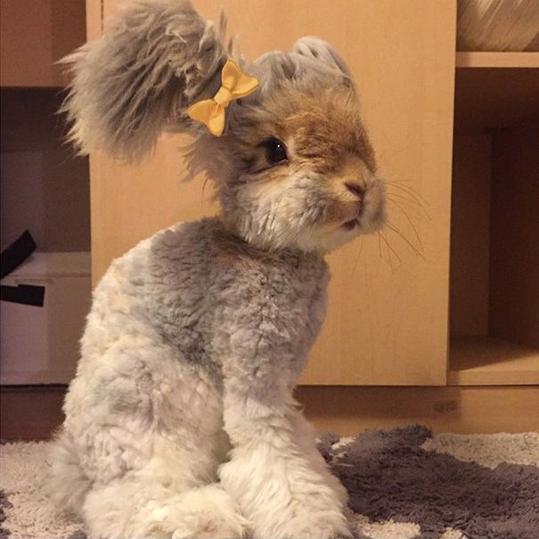 baby angora rabbit