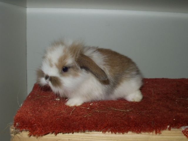 lionhead rabbit baby