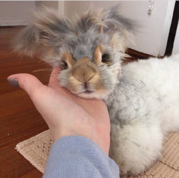 Giant angora rabbits for sale hot sale near me