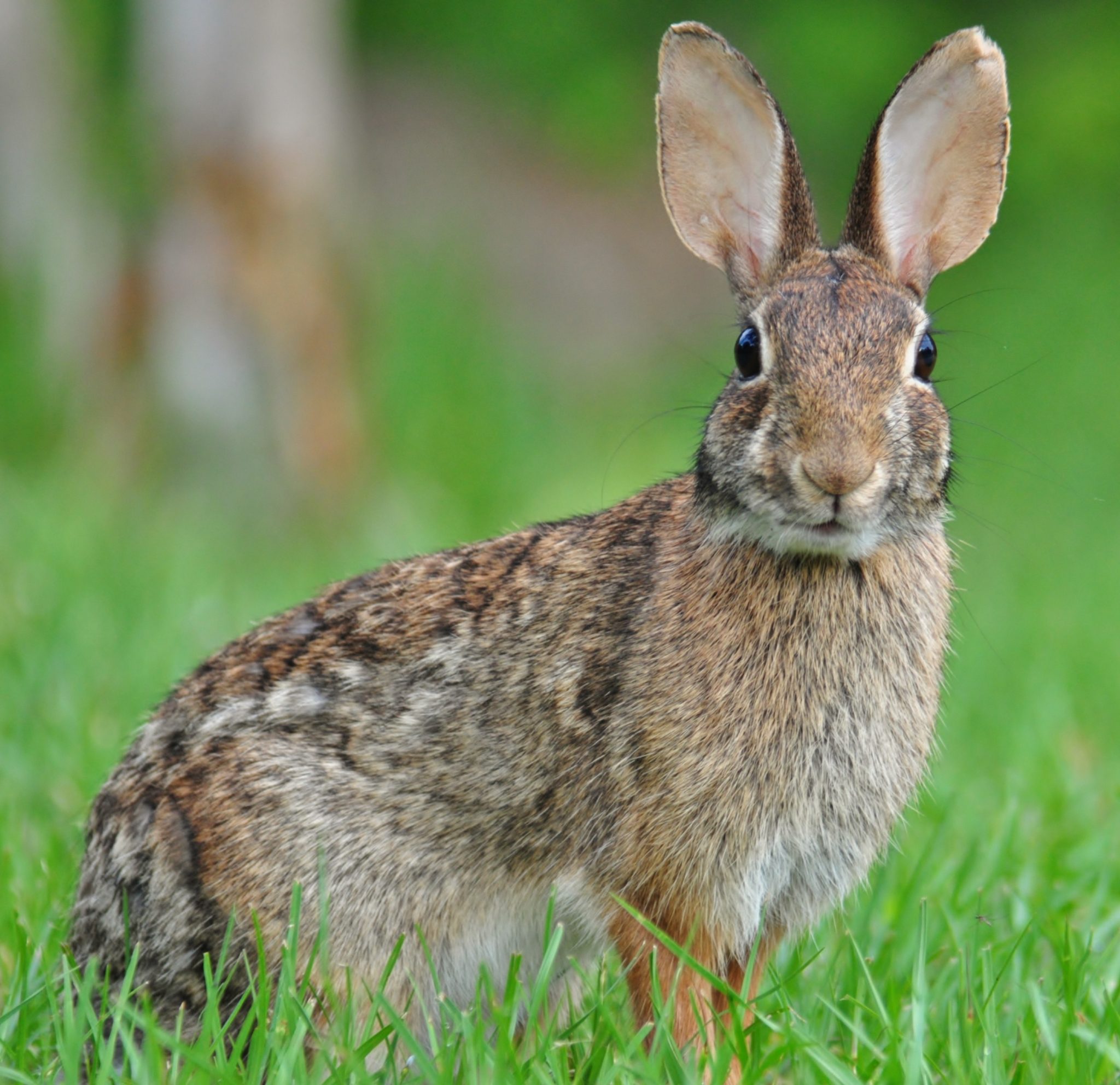 Baby Cottontail Rabbits Facts