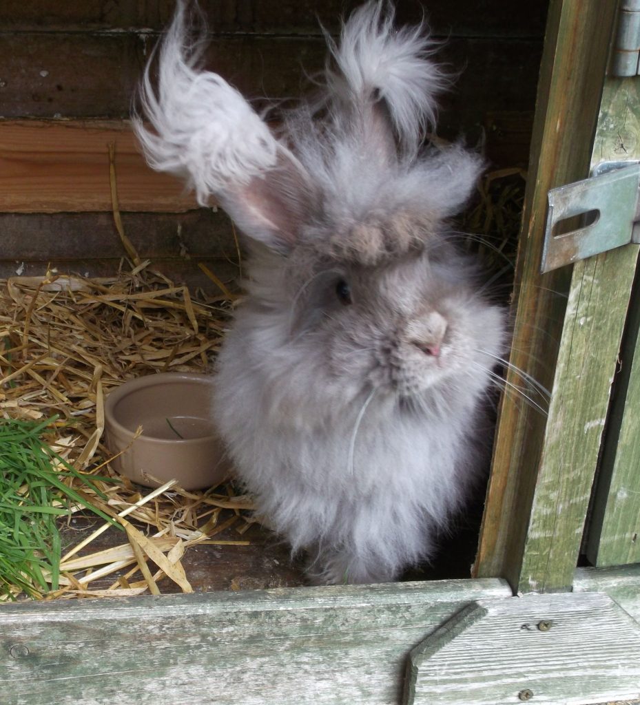 baby angora rabbit